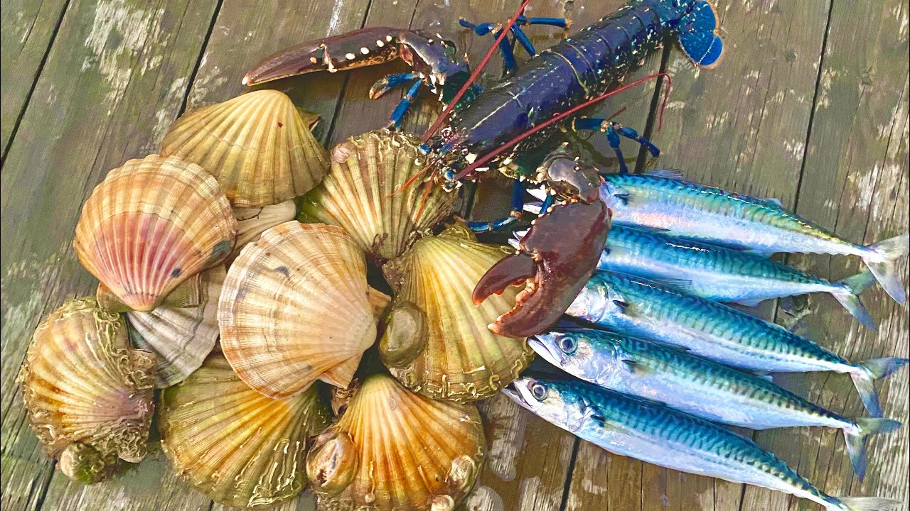 Fishing, Incredible Underwater footage and Cooking - THIS VIDEO HAS IT ALL! - The Fish Locker