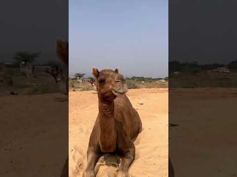 जबरदस्त पुष्कर मेला2025 #pushkarrajthakur