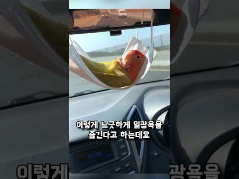 마스크를 침대처럼 쓰는 앵무새