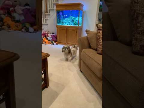 When Your Shih Tzu Hears the Neighbor Dog Barking 🐶🤣