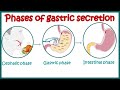 Gastric Secretion Regulation and Mechanisms