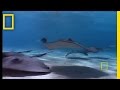 Stingray Facts and Characteristics