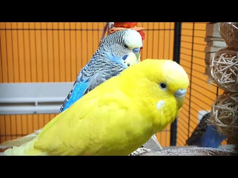 7 hours of relaxing budgie sounds