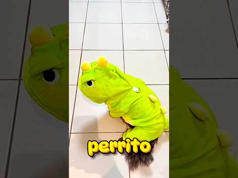 IMAGINA que tu PERRITO tiene MUCHO FRÍO y NECESITA un NUEVO ABRIGO, Cuál le DARÍAS a ÉL? 😍