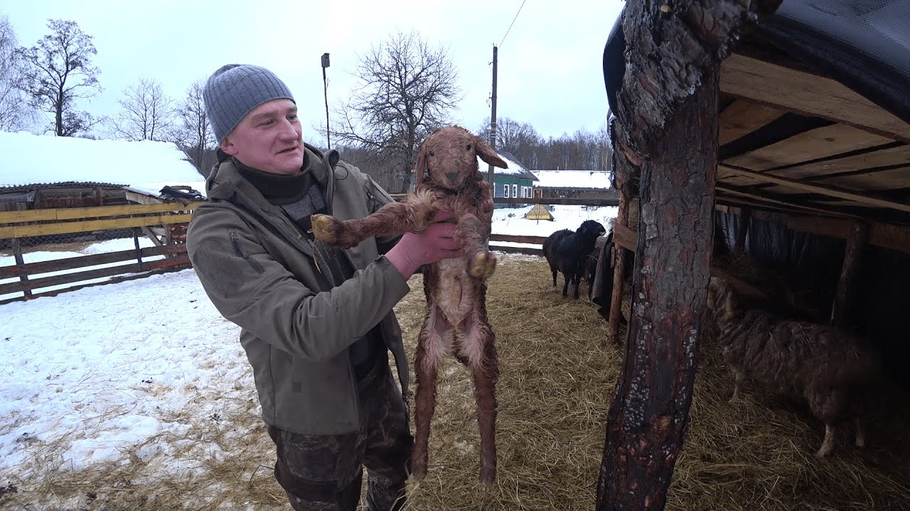 В городе был продавцом а на хуторе стал крестьянином. Уехал в лес живу один. 293