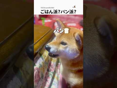 柴犬のパン選びに癒される｜PECO #shorts サムネイル
