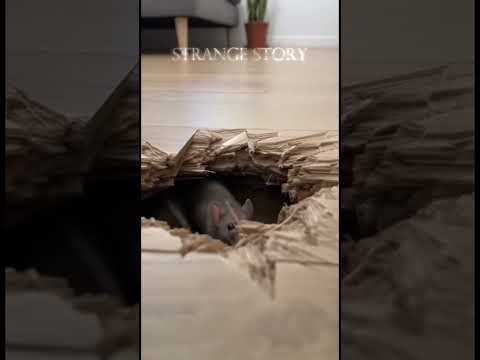 What's Inside Our Wall? (Dozens of Rats Discovered!)