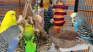 budgie sounds for lonely birds