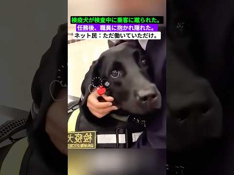 犬に罪はない。ただ懸命に働いているだけ。