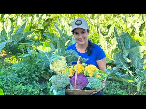Você já viu couve flor colorido? Essa colheita vai te surpreender!