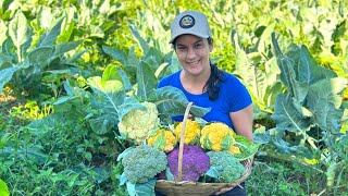 Você já viu couve flor colorido? Essa colheita vai te surpreender!