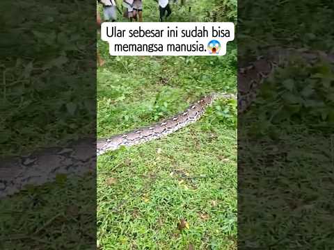 detik-detik masyarakat eksekusi ular piton pemakan sapi -Sultra-buton😲😲😲#shortvideo #viralvideo