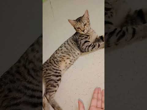 #catshorts #catlovers #cat #cats #catvideos #catlife #catlovers