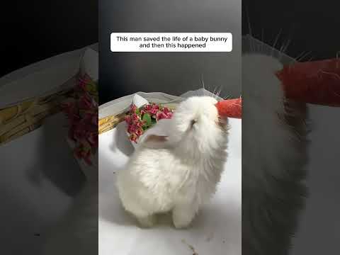 This man saved the life of a baby bunny and then this happened #shortvideo #animalrescue