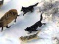 Biodiversity and Conservation Concepts
