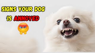 Signs Your Dog Is Annoyed: Must-Know Clues for Every Pet Owner 🐾