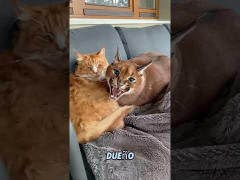 Love softens it #pets#animals #shorts