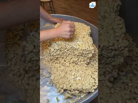 Cashew nut processing | SJ Tamil #sjtamil #facts #tamil #shorts #food #cooking #recipe #streetfood
