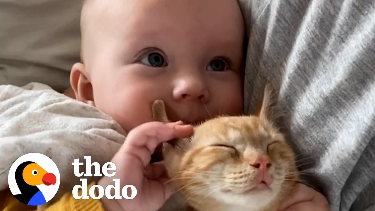 Baby Girl And Her Kitten Brother Are Completely Inseparable Soulmates