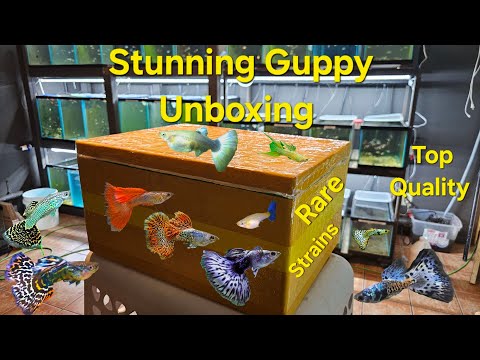 FREE Guppy Import Shipment Unboxing! 3/4/23 Hey fish family! as always, I hope everyone is doing well and staying healthy. as the description sa