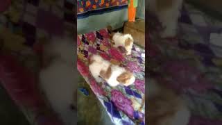 Imported Dogs