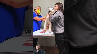Putting ointment on my dog's hyperpigmentation like #animals #funnydogs #dog #shortvideo #shorts