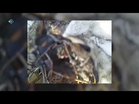 Сыктывкарский живодер приговорен к обязательным работам за убийство добермана «Доби»