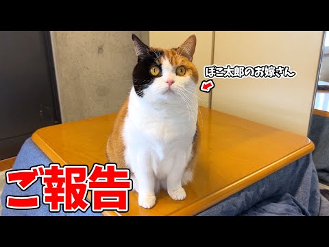 お嫁さん猫と息子猫の近況についてご報告します！