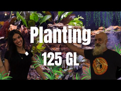 Planting 125-Gallon Dragonstone fish Tank with liv In this third installment in Uncle Stu's 125-gallon build, we cover the hardscape with a huge variet