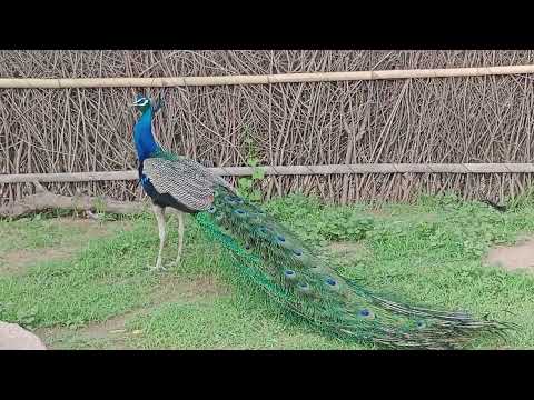 2 अक्तूबर 2025