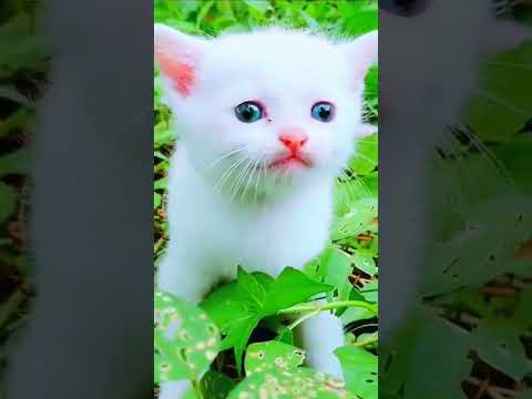 innocent kitties #monitization #subscribe #cat #animals #YouTube #kitten #viral #views #TikTok