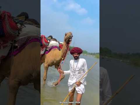 नदी पार करना मालवा में ऊंटों के साथ 🥰 देशी भजनों रो आनंद #malwa #struggle #shorts #bhajan #viral