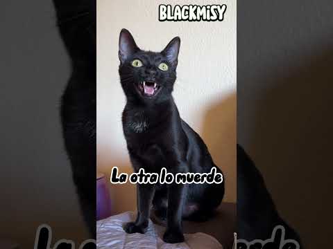 Me gusta como piensa😸