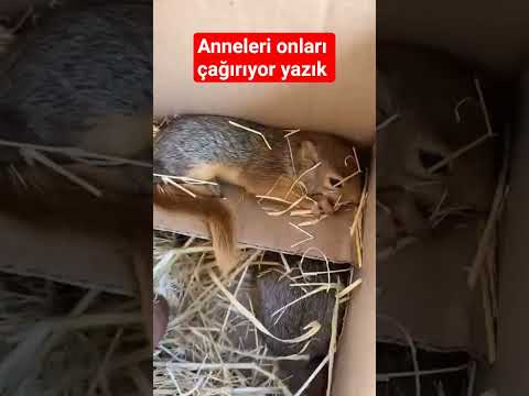 sincap yavurlari
