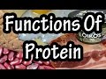 Understanding Protein Functions and Importance