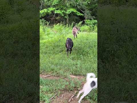 ডাক শুনে রাধা কিভাবে জঙ্গল থেকে বেরিয়ে আসছে #cow#shorts#youtubeshorts#Hello Andaman