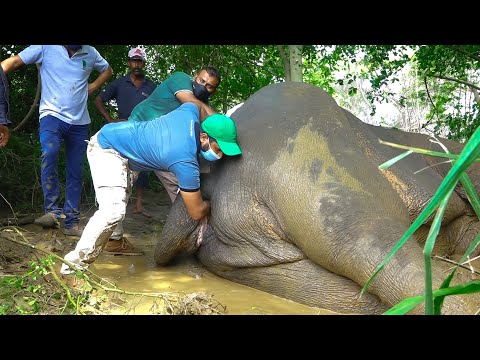 Plastic Pollution:Elephant with a bad stomach in critical condition gets treated
