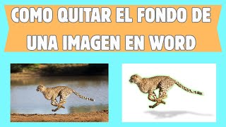 Como Quitar el Fondo de una Imagen en Word y con efectos