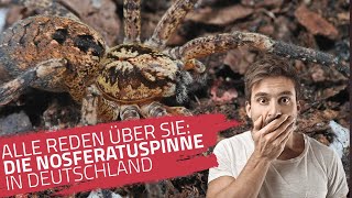 Nosferatuspinne in Deutschland | Ist sie für Menschen gefährlich? | Zoropsis spinimana im Detail!