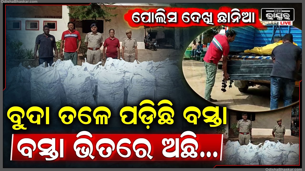 ଘଞ୍ଚ ଜଙ୍ଗଲ ବୁଦା ମୂଳରୁ ମିଳିଲା ବସ୍ତା ବସ୍ତା ଗଞ୍ଜେଇ, ବାହାରକୁ ଚୋରା ଚାଲାଣ ପାଇଁ ଠୁଳ ହୋଇଥିବା ସନ୍ଦେହ