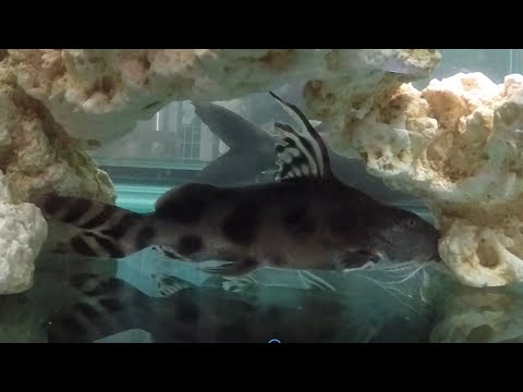 Three adult Synodontis decorus couldn't handle jer Our website_  https_//fish-story.com/

Donations would be put to an educational and rescue use, and 