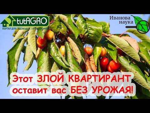 Эта дрянь оставит вас без урожая вишни, черешни, абрикоса и других плодов. Забудьте о вишневой мухе!
