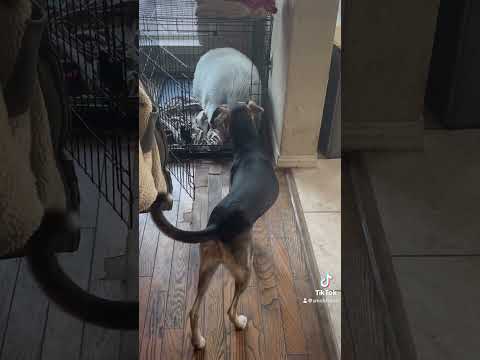 Oak was not thrilled with #smcfritters in her kennel today. #pigsofyoutube