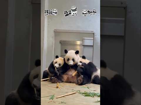 🌪10號風球樺加沙🌪家姐🐼同细佬🐼乖乖一起與盈ma🐼在屋企內享受家庭樂❤️