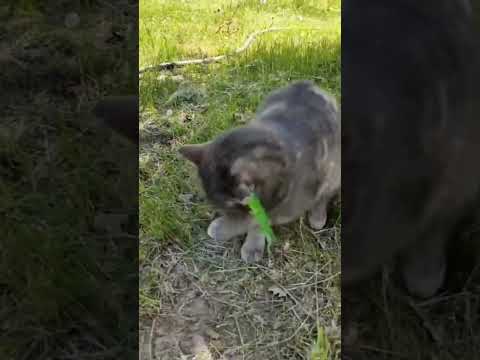 #cat #балансвселенной #изобилие #kitten #силасознания #funny #метафизик