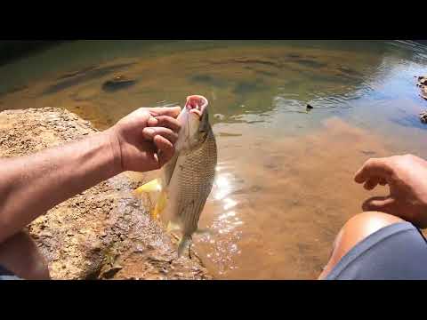 Um verdadeiro monstro dos rios ! e de parar o coração ! peixe grande tem seus lugares!