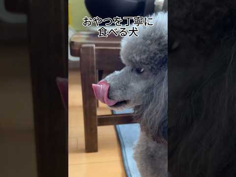 【犬あるある】おやつを丁寧に食べる犬 #トイプードル #犬 #かわいい #癒し #見て #犬のいる生活 #多頭飼育