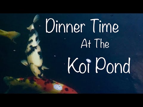 Dinner Time at the Koi Pond It’s always a happening time at the Koi Pond, but especially at mealtime! Thanks for watching.