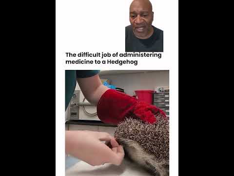 VET inject HEDGEHOG With HER MOUTH! #shorts #animals #hedgehog