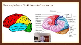 Biopsychologie - Aufbau des Gehirns - Abitur, Studium Psychologie, IU, SRH